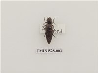 藏品(櫛角蟲科)的圖片